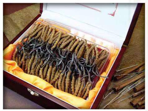 萧县冬虫夏草回收